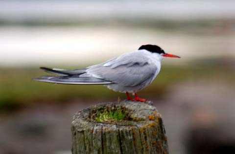 Eine Möwe am Göta Älv