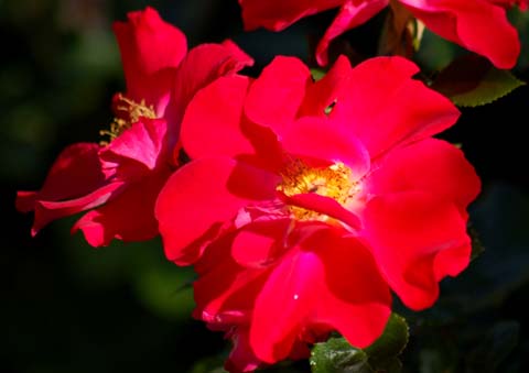 Die Trädgårdsföreningen